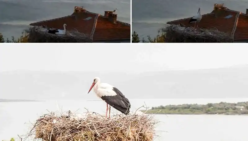 Leylek Yaren Depremi Önceden Hissedip Uyarıda Bulundu!