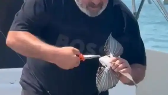 Saros Koyu'nda Nadir Kırlangıç Balığı Oltaya Takıldı, Balıkçıları Heyecanlandırdı
