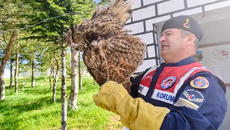 Dikenli Tellere Takılan Puhu, Şimdi Sağlık İçin Savaş Veriyor