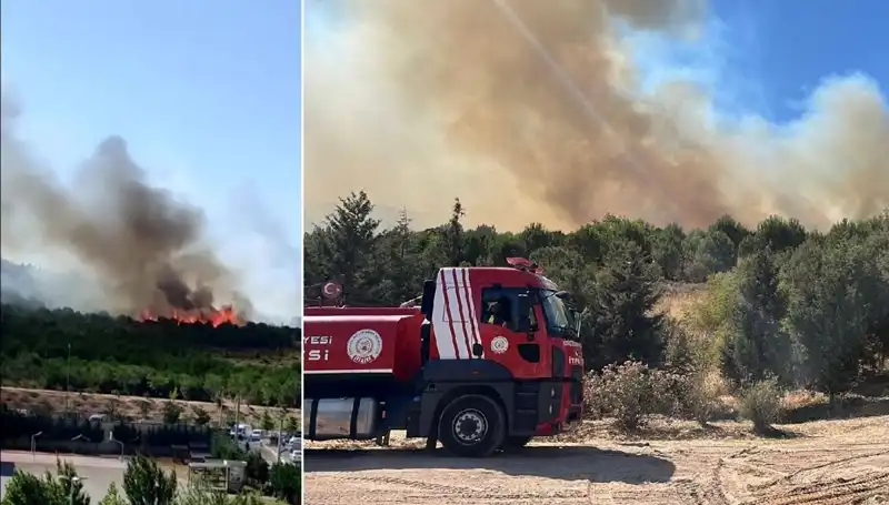 Gebze'de Korkutan Orman Yangını: Yangının Sebebi ve Etkileri