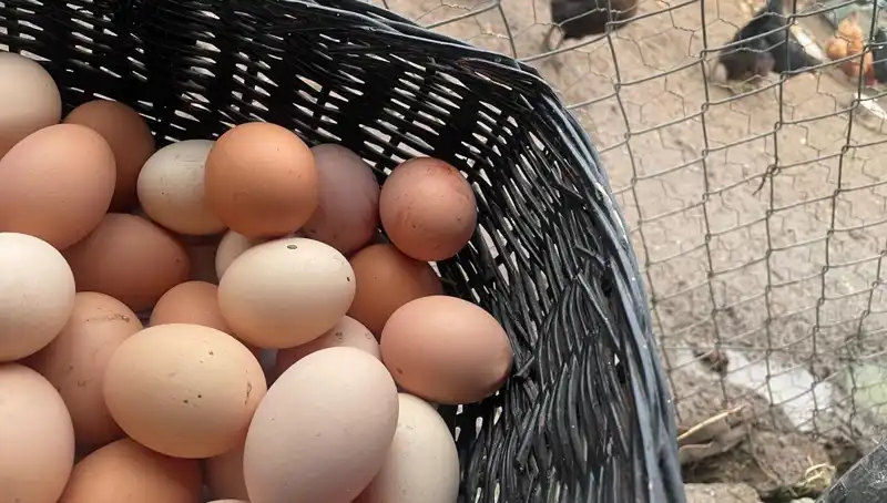 Okulların Açılmasıyla Mayıs Çukuru'nun Üstesinden Gelmenin Yolu: Uygun Fiyatlı Protein