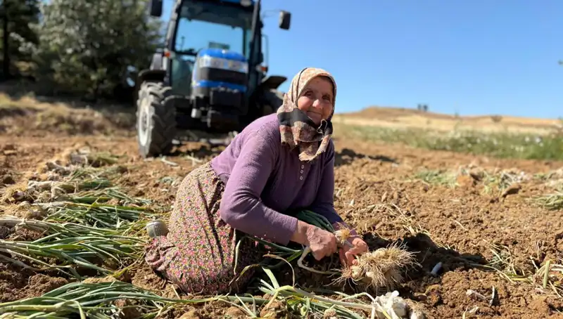 Türkiye’nin Selenyum Zengini Tarımı: Tarladan Sofralara 1200 Lira ile Ulaşıyor