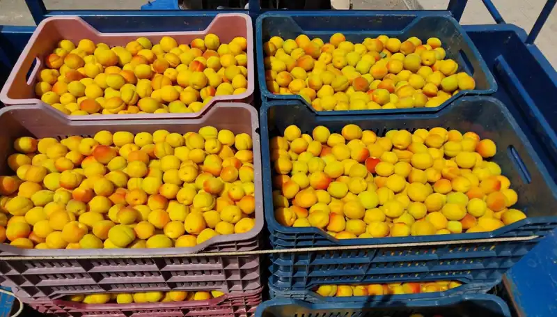 Yerli Üretimde Dev Adım: İlk Hasat 500 TL'ye Satıldı!
