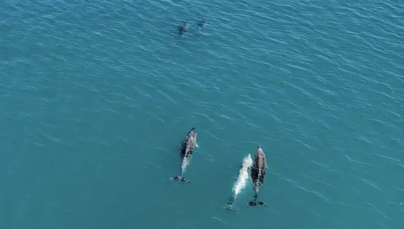 Karadeniz'de Yunusların Büyüleyici Dansı Drone ile Görüntülendi