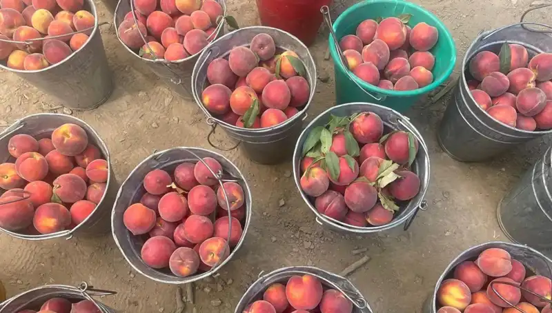 Tarımda Beklenen An: Hasat Bayramı, Çiftçinin Yüzünü Güldürdü!