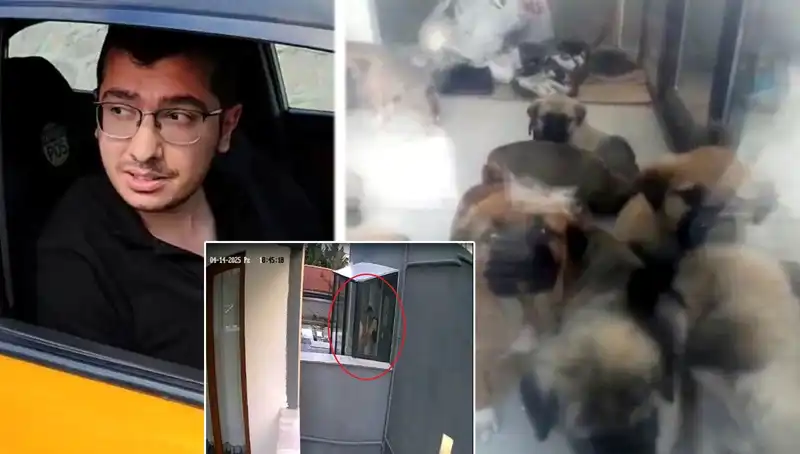 İtiraf Eden Veteriner, Evde 12 Yavru Köpeği Katlettiği İddiasıyla Gündeme Geldi