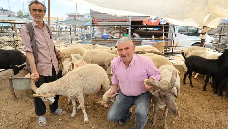 Kurban Pazarının Yıldızları: Dört Boynuzlu Koçların Yükselişi