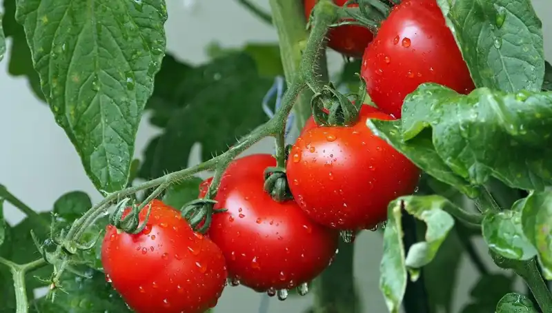 Domateslerin Tarihi Derinlikleri: İnsanlar İçin Geçmişten Gelen İpuçları