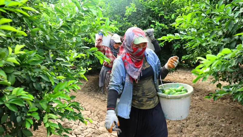 Markette Patates Fiyatları Yükselirken Müjde: Hasat Dönemi Başladı!