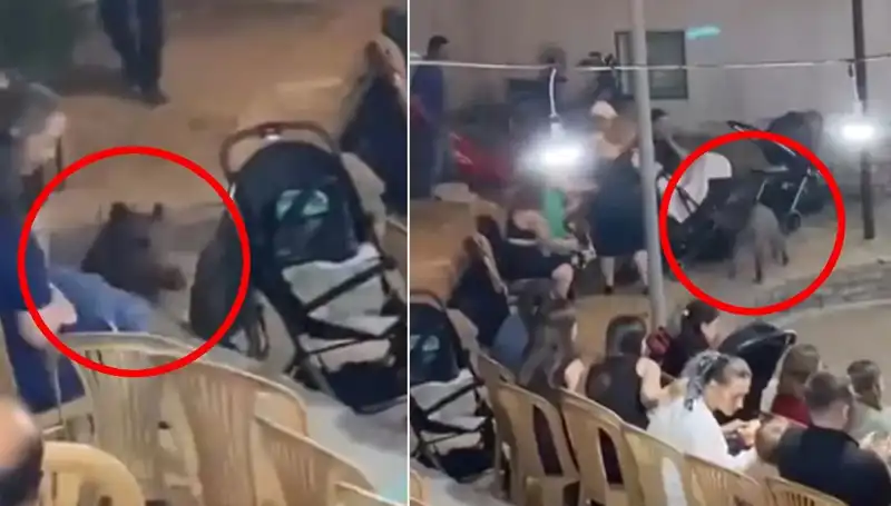 Düğün Töreninde Yaban Domuzu Şoku: Misafirler Ne Yapacağını Bilemiyor