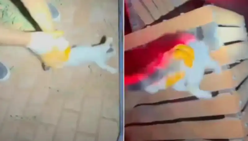Gece Yarısı İtfaiye Ekipleri Kedi Kurtarma Operasyonuna Koştu