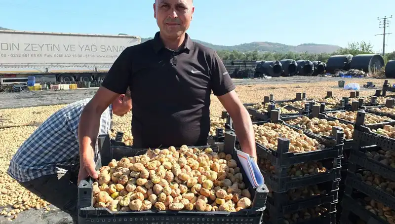 Balıkesir’de İlk Hasat Zamanı: Çin ve Rusya İle Ticaret Kapıları Açıldı
