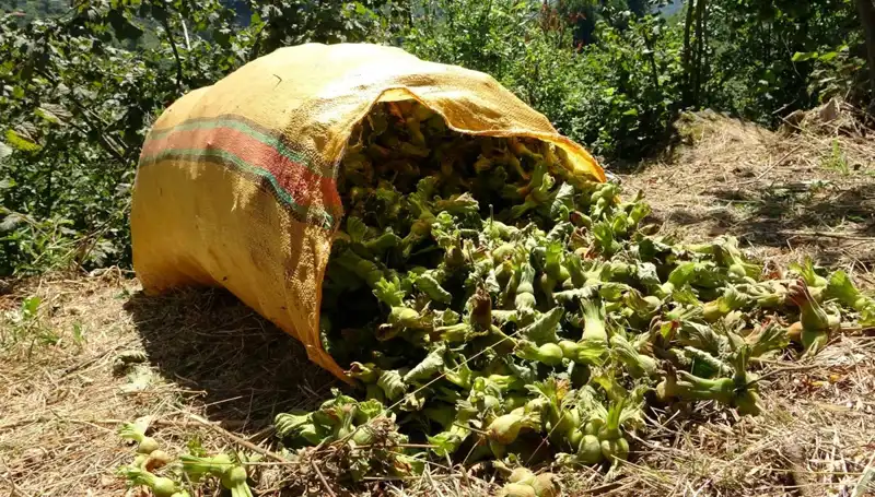 Giresun'da Fındık Hasadı Başladı: Çiftçiler ve Üreticiler Harekete Geçti