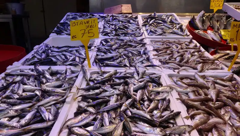 Balık Sezonu Yakında Sona Erecek: Balıkçıları veTutkunları Ne Bekliyor?