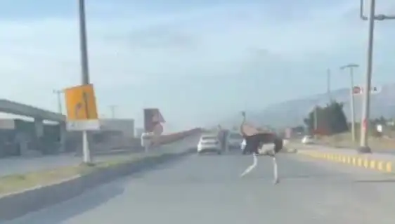 Trafikte Deve Kuşu Görüntüleri Sosyal Medyayı Kasıp Kavuruyor!