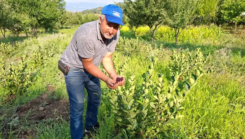 Üç Yıl Önce Ektiği Ağaç İlk Meyvesini Verdi: Kilosu 200 Lira