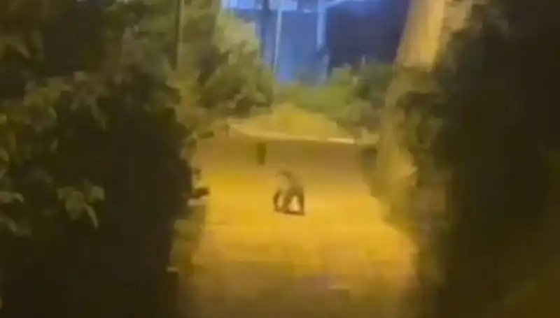 Gümüşhane'de Korkutan An: Şehir Merkezine Ayı İndi!
