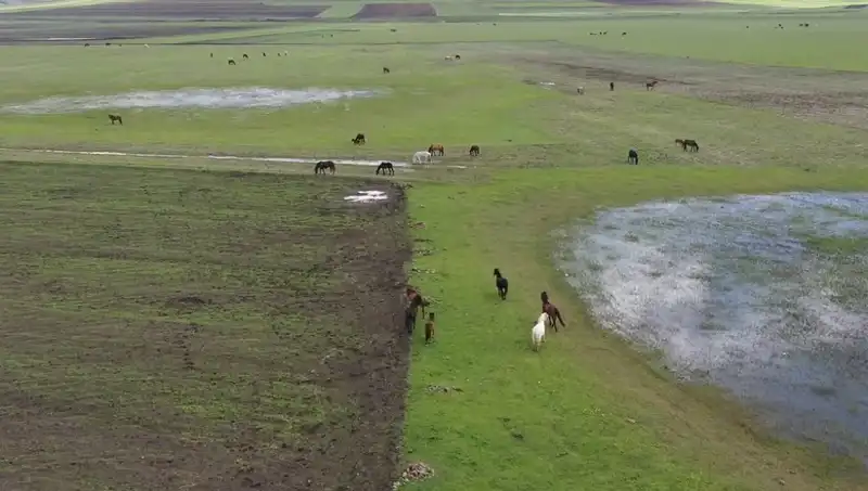 Kars'ta Doğanın Kalbinde Yılkı Atları Hayran Bıraktı
