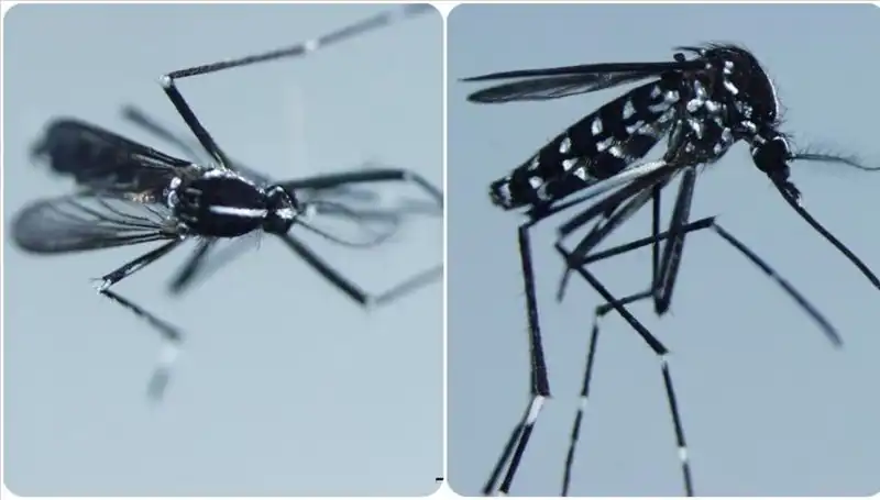 Chikungunya Virüsü: Belirtileri ve Dünyadaki Yayılımı Hakkında Bilinmesi Gerekenler