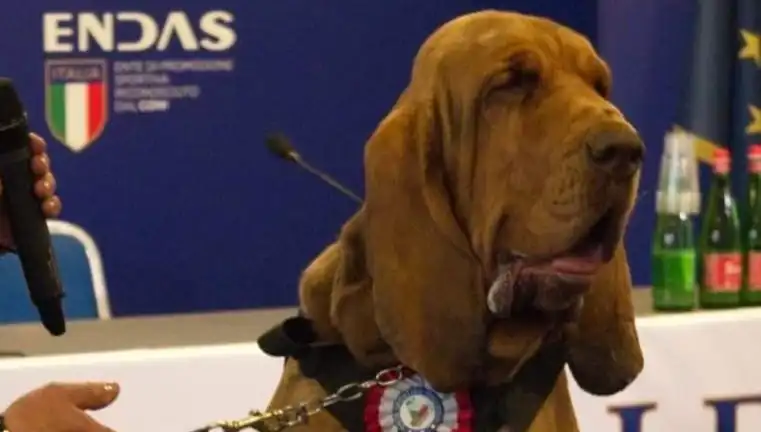 Arama Köpeğine Yönelik Suikast: Çivili Sosisle Öldürüldü