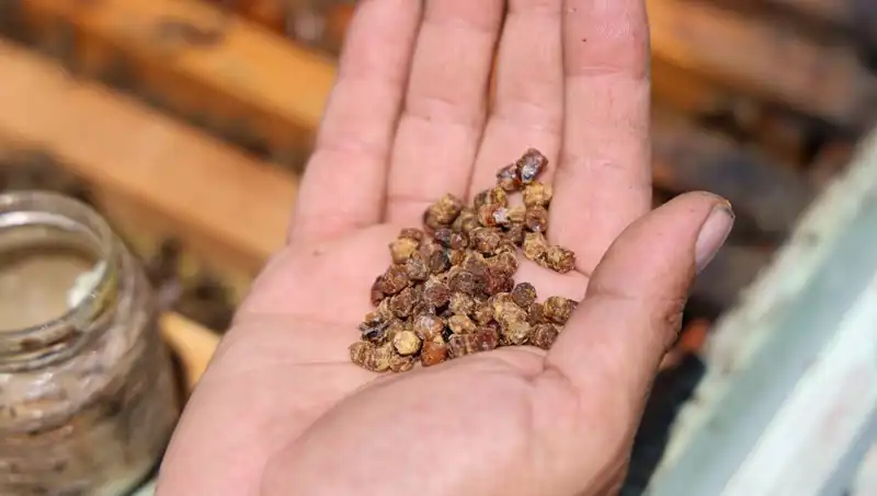 Eskiden Çöpe Atılan Besin Artık 3 Bin TL’den Satılıyor: Protein Zengini Gerçekler